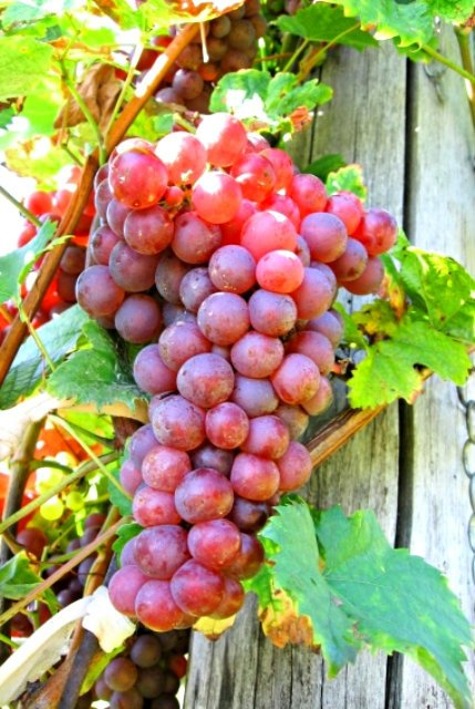 Vinič Canadice