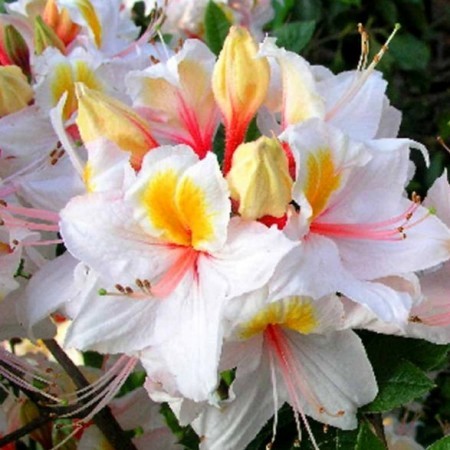 Rhododendron (Azalka veľkokvetá) Arima