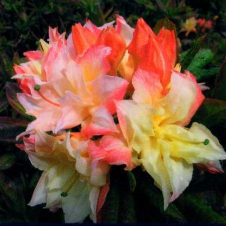 Rhododendron (Azalka veľkokvetá) Cannon's Double
