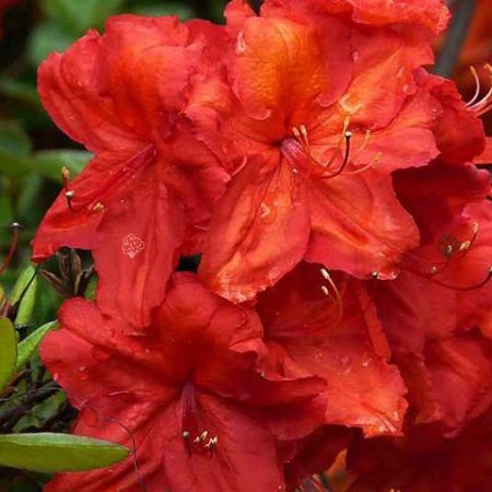 Rhododendron (Azalka veľkokvetá) Feuerwerk