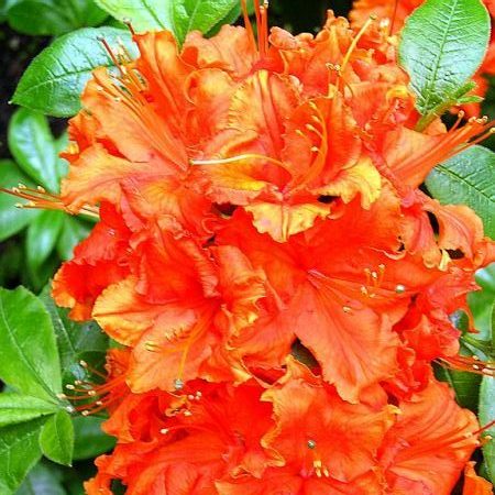 Rhododendron (Azalka veľkokvetá) Gibraltar