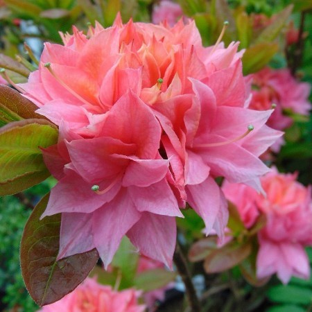 Rhododendron (Azalka veľkokvetá) Kilian
