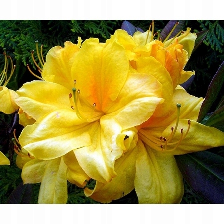 Rhododendron (Azalka veľkokvetá) Limetta