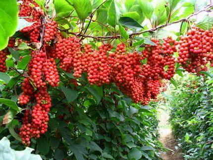 Schizandra