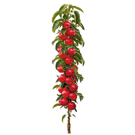 Jabloň stĺpovitá Maypole