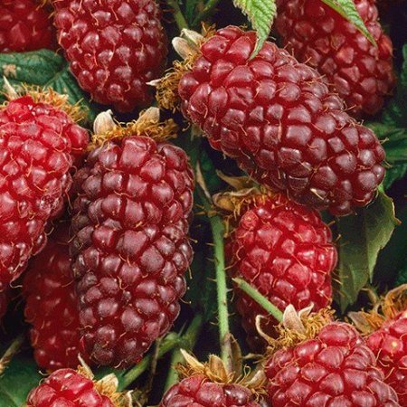 Malinoostružina Tayberry