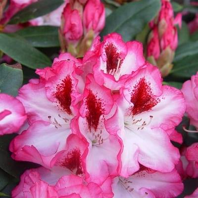 Rododendron Hachmann's Charmant
