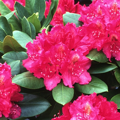 Rododendron Pearce`s American Beauty