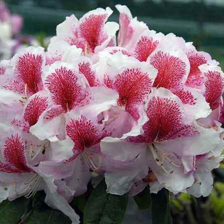 Rododendron Belami