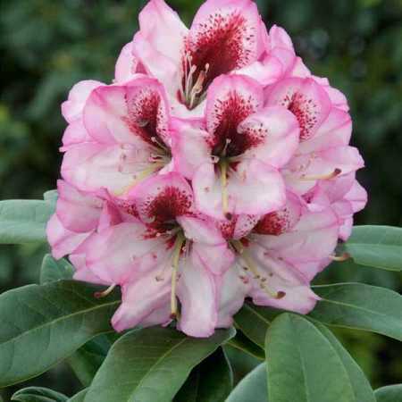 Rododendron Danuta