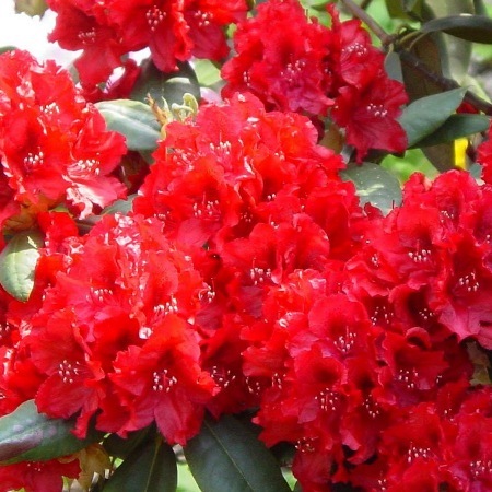 Rododendron Dotella