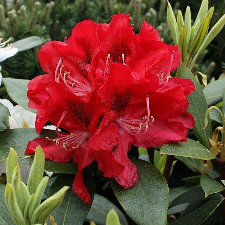 Rododendron Karl Neue