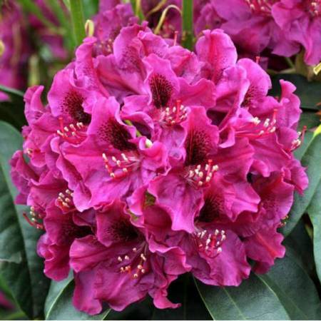 Rododendron Olin O. Dobbs