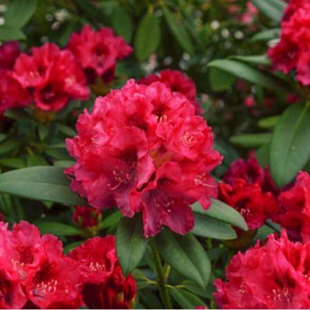 Rododendron Taragona