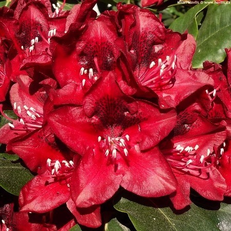 Rododendron Matador