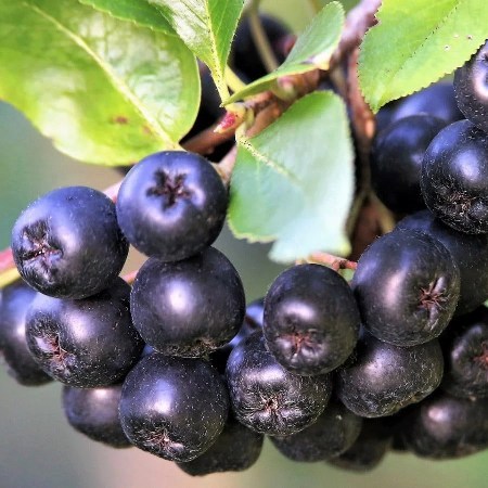 Aronia Viking - ker