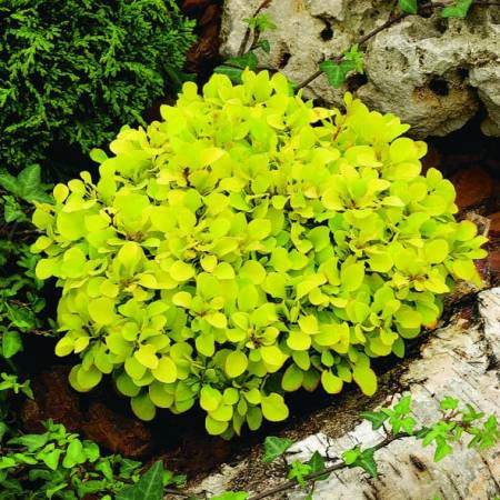Drać Tiny Gold