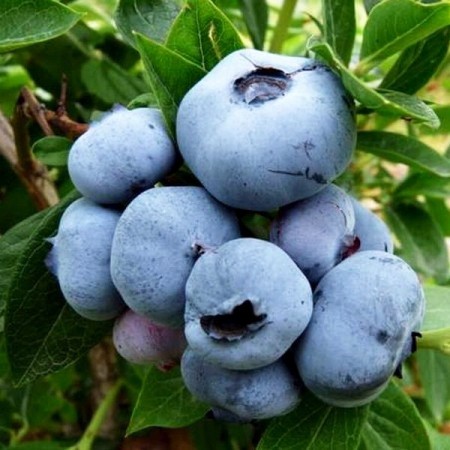 Americká čučoriedka „Bluecrop“