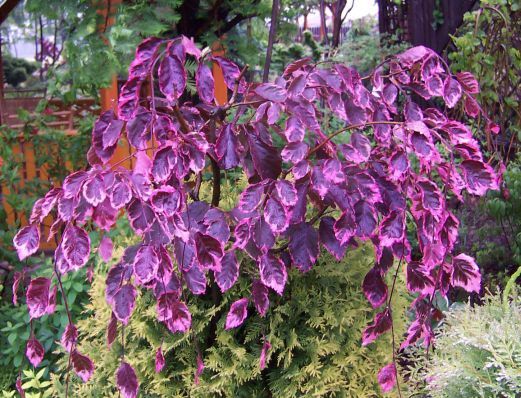 Buk Purpurea Tricolor