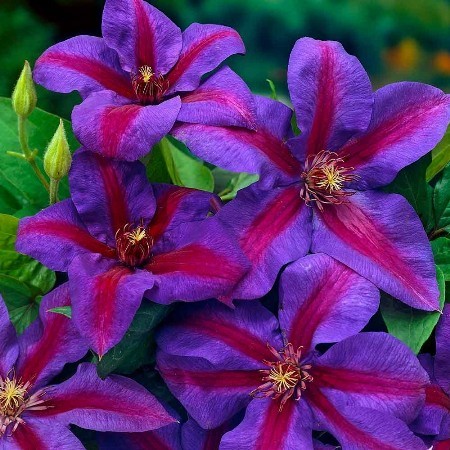 Plamienkov (Clematis) Kaishi