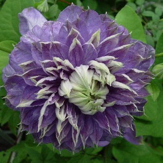 Plamienkov (Clematis) Vyvian Pennell