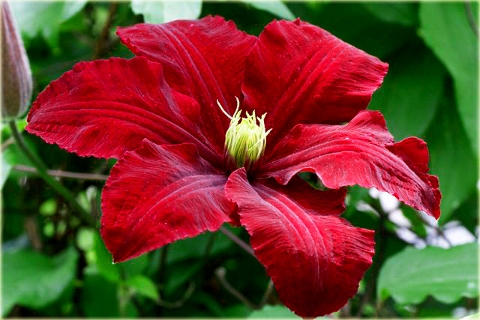 Plamienkov (Clematis) Westerplatte