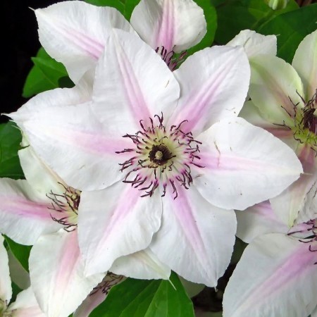 Plamienkov (Clematis) Jan Paweł II