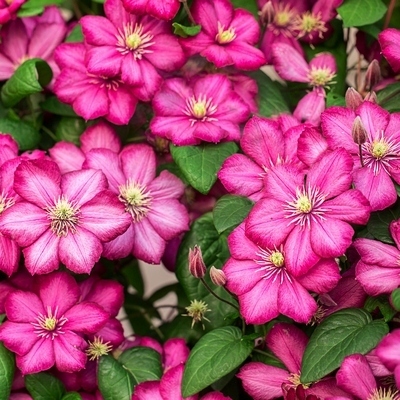 Plamienkov (Clematis) Ville De Lyon