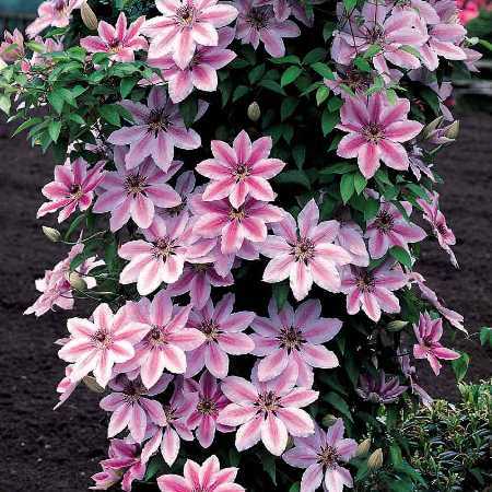 Plamienkov (Clematis) Asao