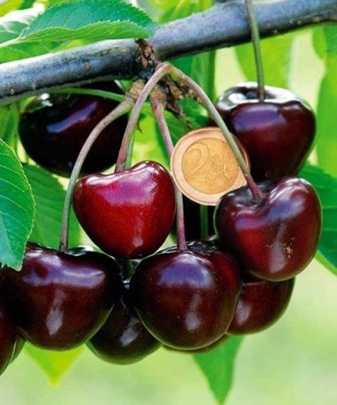 Čerešňa Karešova