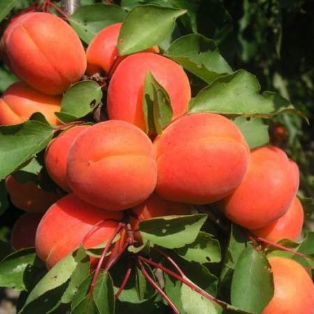 Marhuľa Earl Orange