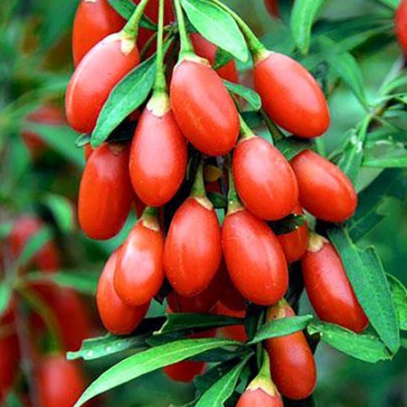 Goji Big Berry (kutovnica čínska)