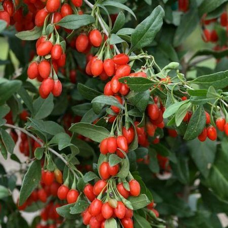Goji Sweet Berry (kutovnica čínska) (Kópia)