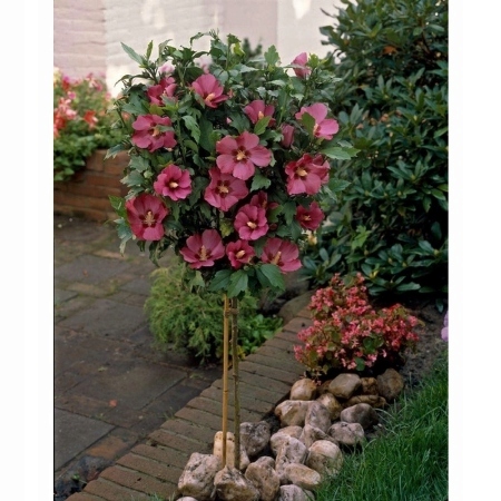 Hibiskus na kmienku ružový