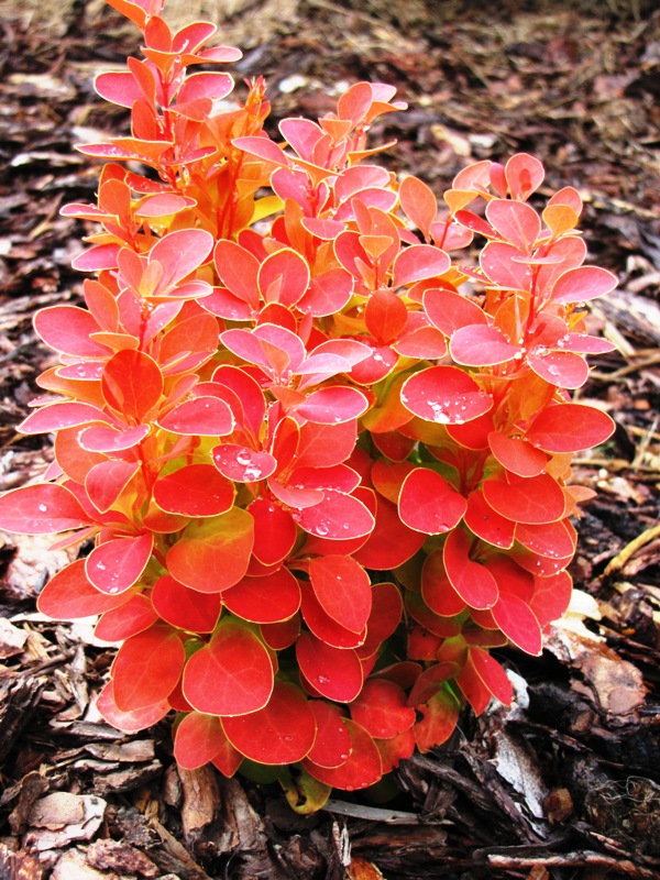 Drać Orange Ice