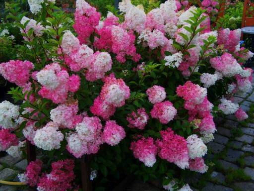 Hortenzia metlinatá Vanille Fraise