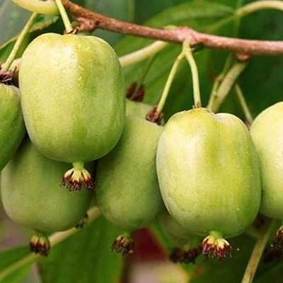 Kiwi Issai