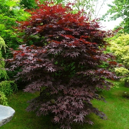 Javor Atropurpureum