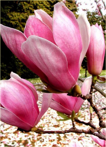 Magnolia Alexandrina