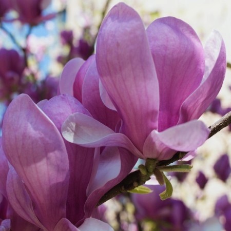 Magnolia Galaxy