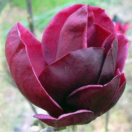 Magnolia Genie