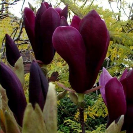 Magnolia Nigra