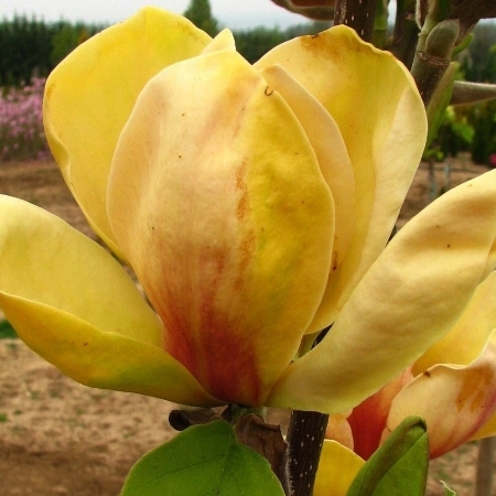 Magnolia Sunsation