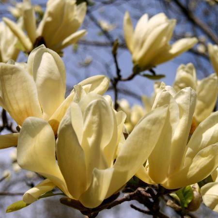 Magnolia Yellow Lantern