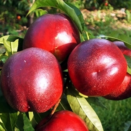 Nektarinka Red Gold