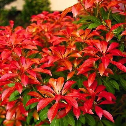 Pieris japonský Mountain Fire
