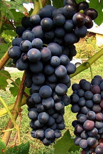 Vinič Agat Doński