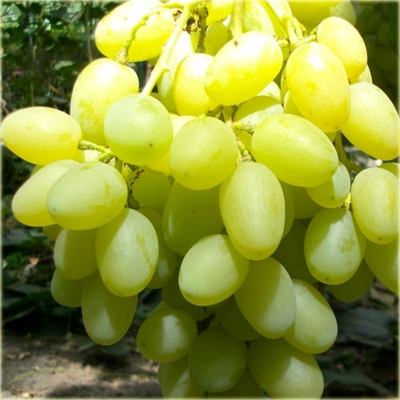 Vinič Arkadia