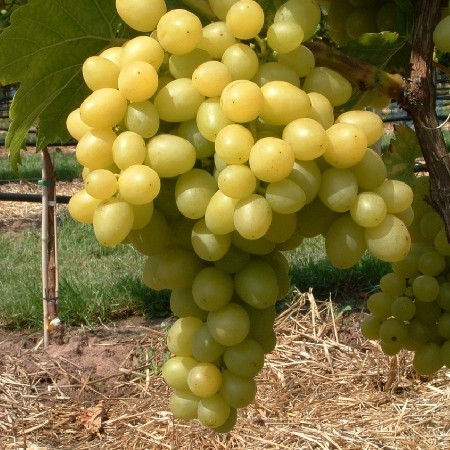Vinič Bianca