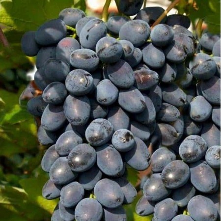 Vinič Moldova